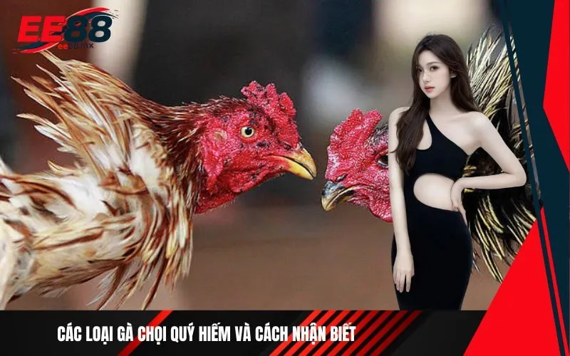 Các loại gà chọi quý hiếm và cách nhận biết