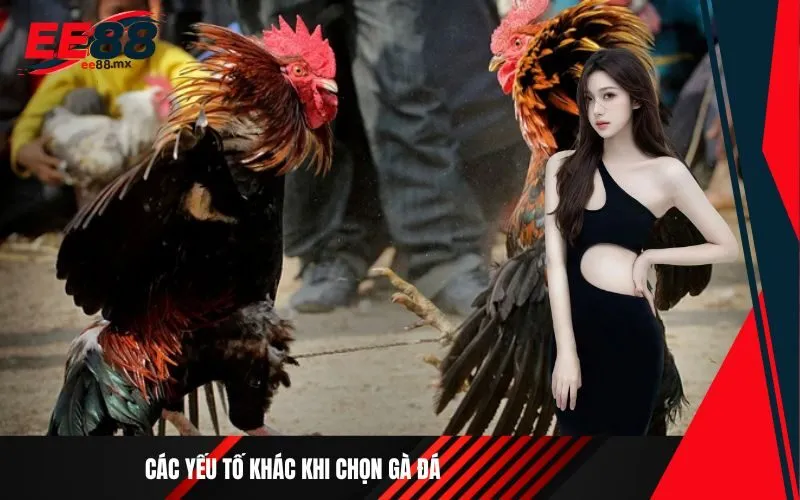 _Các yếu tố khác khi chọn gà đá