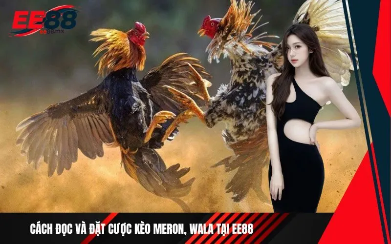 Cách đọc và đặt cược kèo Meron, Wala tại Ee88