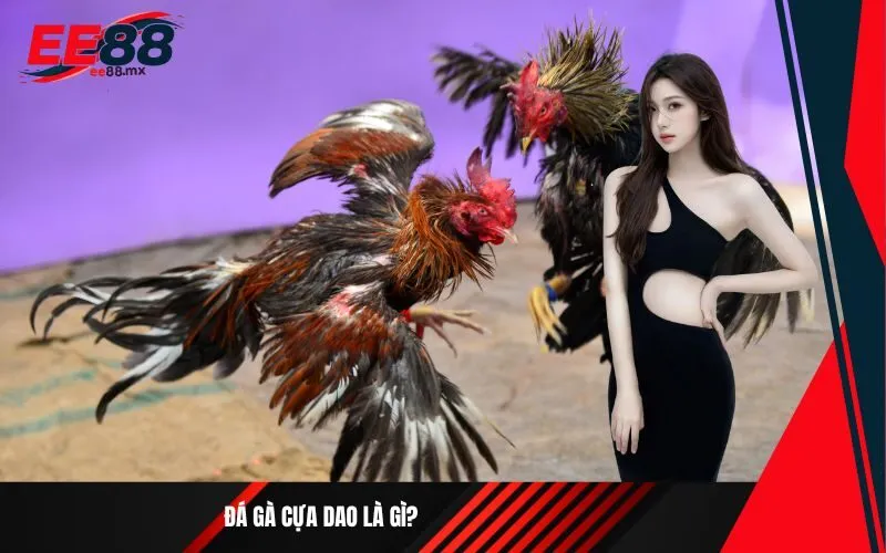 Đá gà cựa dao là gì