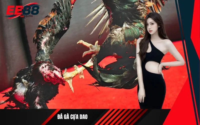 Đá gà cựa dao