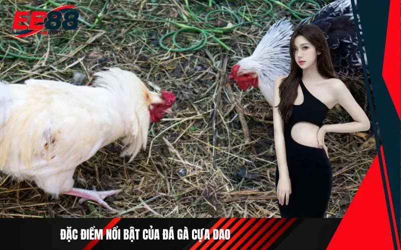 Đặc điểm nổi bật của đá gà cựa dao