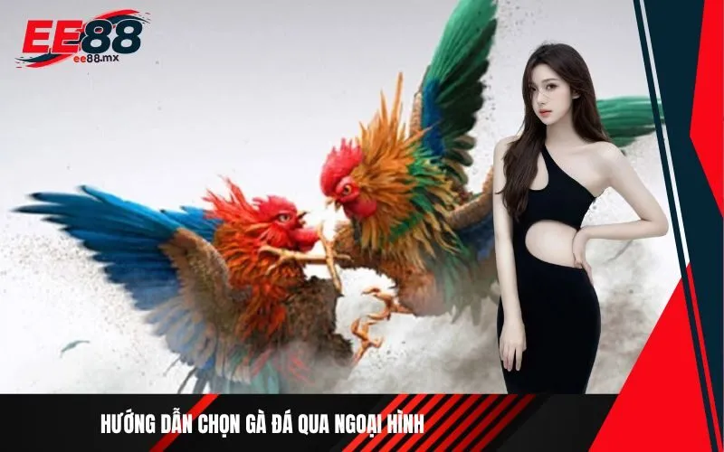 Hướng dẫn chọn gà đá qua ngoại hình