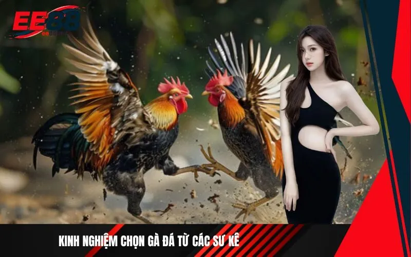 Kinh nghiệm chọn gà đá từ các sư kê