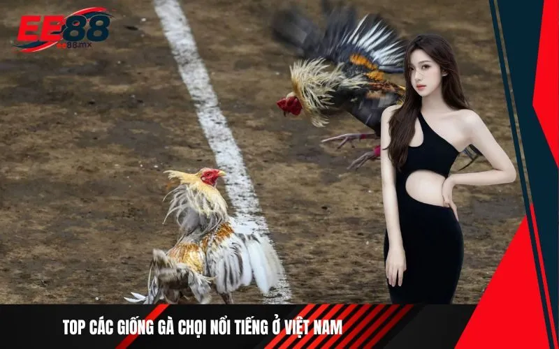Top các giống gà chọi nổi tiếng ở Việt Nam